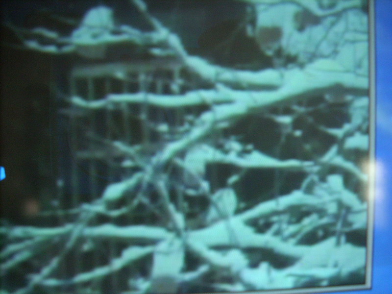 &ldquo;树挂&rdquo;