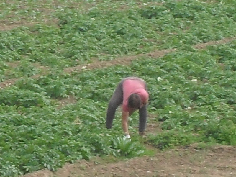 妈妈辛苦地在地里劳动