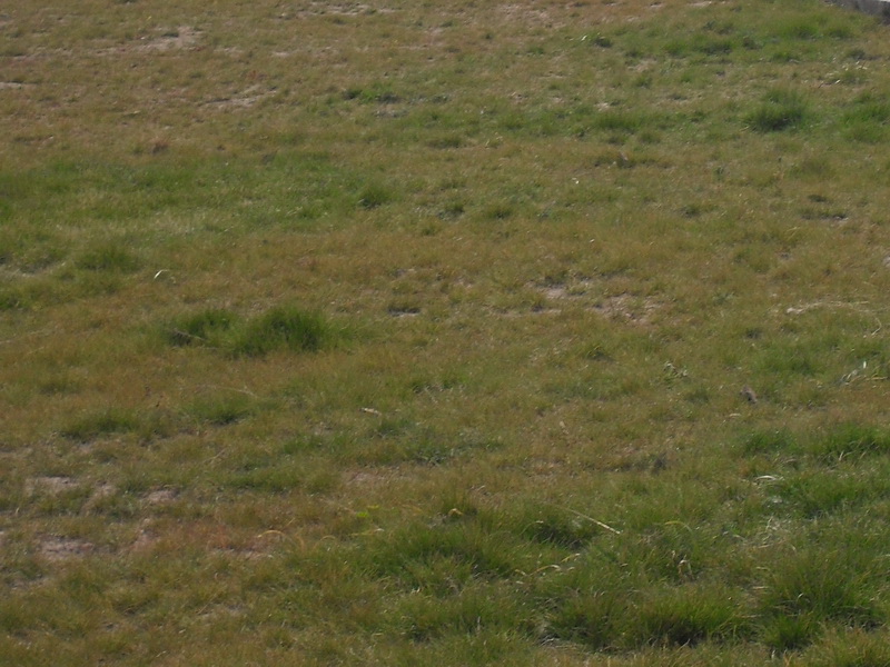 小草叶变黄了，