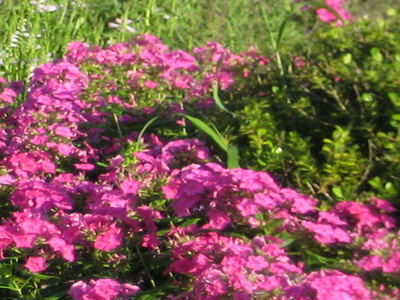 残缺得花池，花儿哪里去了？