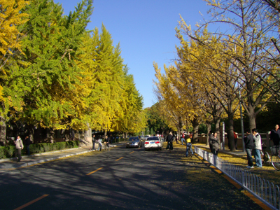 校园路